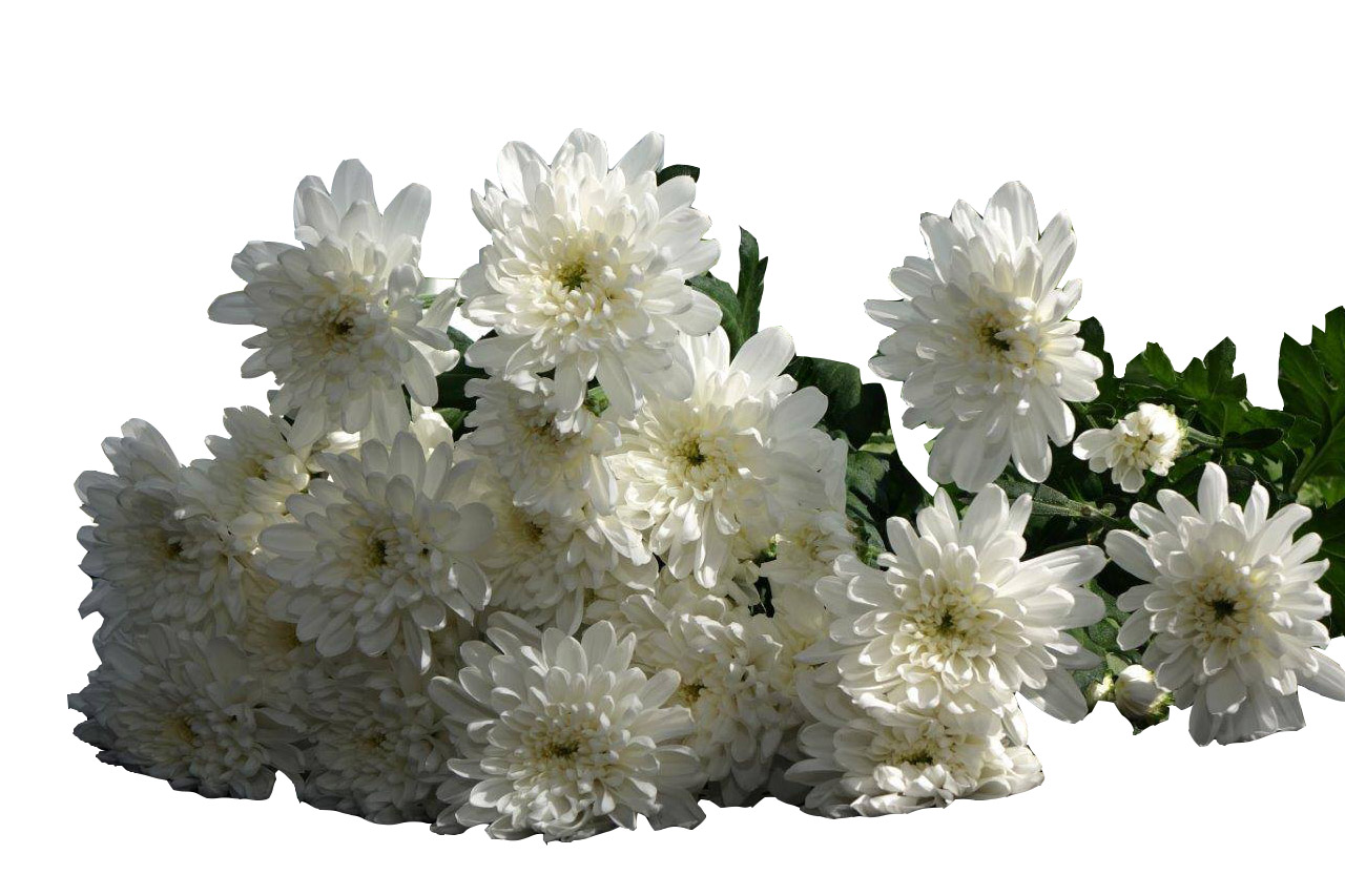 干草药 - Florists Chrysanthemum 贡菊 1KG