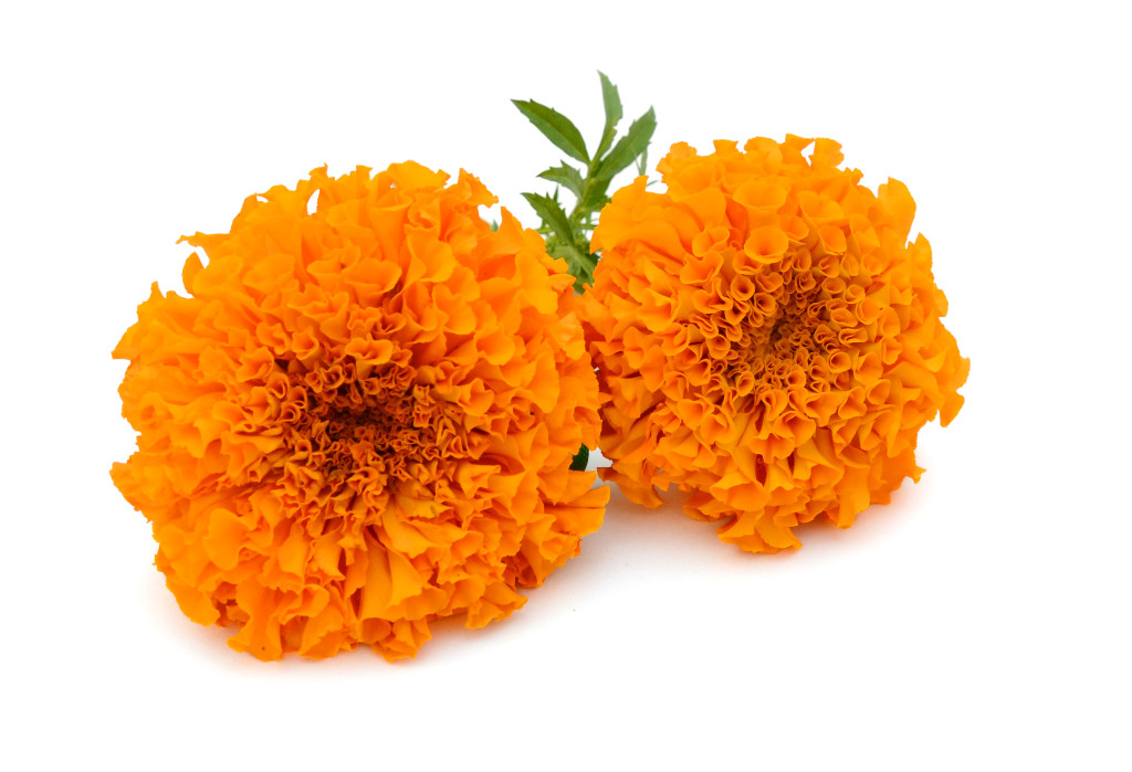 干草药 - Marigold Flower Tea 金盏花茶 500g
