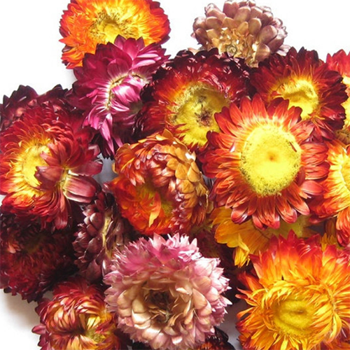 干草药 - Rainbow Chrysanthemum 50g