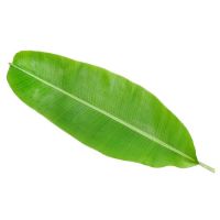 干草药 - Banana Leaf 香蕉叶 50g