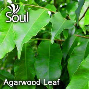 干草药 - Agarwood Leaf 沉香叶 1KG