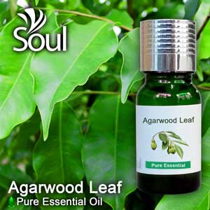 沉香叶精油 - 10毫升 Agarwood Leaf Essential Oil