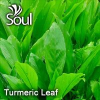 干草药 - Turmeric Leaf 黄姜叶 50g